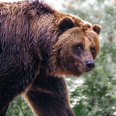 I Took A Picture Of An Alaskan Brown Bear Smiling Alaskan Brown Bear, Pet Portraits Photography, Comedy Wildlife Photography, Christmas Poses, Funny Cartoon Pictures, Wildlife Photographer, British Wildlife, Cute Eyes, Cute Wild Animals