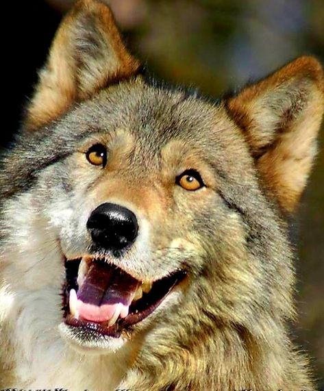 What a wonderful smile😊 Wolf Smiling, Smiling Wolf, Wolf Poses, Animal Reference, Sculptures Céramiques, Beautiful Wolves, Poses Photography, Animal Photos, Animal Photo