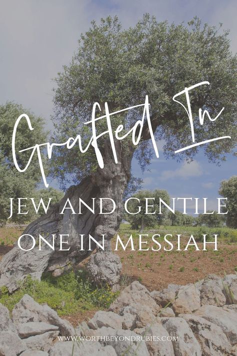 In Romans 11, Paul speaks about the Gentiles being grafted in to the olive tree, but often people read these verses without really allowing the meaning to sink in to their spirit. What does being grafted in mean for Christians? #messianic #christianteachings #christianblogs #biblestudies Messianic Christian, Kingdom Bloggers, Romans 11, Messianic Judaism, The Apostle Paul, Apostle Paul, Wild Olive, Blood Of Christ, Jesus Return