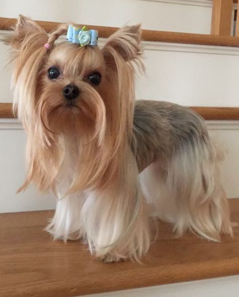 Long Hair Yorkie, Yorkie Hairstyles Girl, Yorkie Long Hair, Yorkie Puppy Cut, Yorkie Grooming, Yorkie Puppy Care, Yorkie Haircut, Yorkie Hair, Yorkshire Terrier Grooming