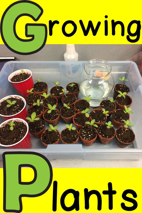 Growing plants in the classroom from seed is a great learning experience for the primary grades. Teach your preschool, kindergarten and first grade students the life cycle of a plant by allowing them to grow their own potted plants. They will be able to observe the growing process while learning about the needs of a plant. There is a FREE Plant Observation Journal included. Kindergarten Planting Seeds, Plants In Preschool Classroom, What Do Plants Need To Grow Preschool, Plant Observation Journal, Earth Appreciation, Seeds Preschool, Flowers Kindergarten, Plants Kindergarten, Plants Classroom