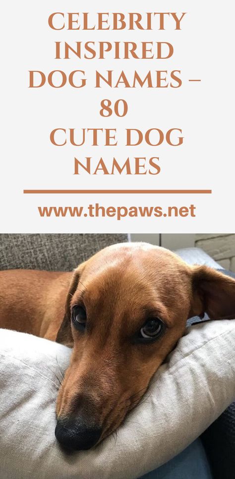 If you are looking for cute celebrity dog names after your favorite famous character to go along with your new puppy, then you’ve come to the perfect place. #dognames #cutedognames #celebrityinspired #dog #pet #thepaws Dog Names After Characters, Taylor Swift Pet Names, Designer Dog Names, Famous Female Characters, Rare Dog Names, Cute Dog Names, Rhyming Names, Popular Dog Names, Dog Names Unique