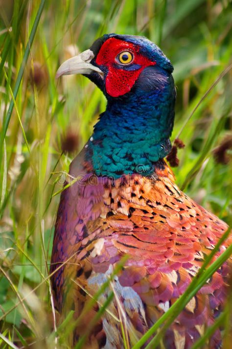 Pheasant Photos, Pheasant Artwork, Pheasant Painting, Nature Sleeve, Common Pheasant, Nz Birds, Wild Chicken, Ring Necked Pheasant, Hunting Tattoos