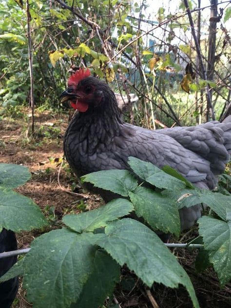 The Sapphire Gem Chicken Breed Guide: Size, Eggs, Care, Pictures Sapphire Splash Chicken, Sapphire Gem Chicken, Splash Chicken, Chicken Images, Chicken Pen, Sapphire Gem, Plymouth Rock, Homestead Gardens, Egg Production