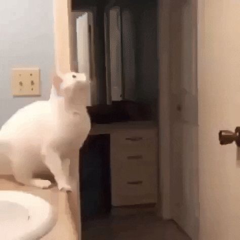 Popular GIF Cat Jumping Gif, Jumping Gif, Cat Jumping, Funny Cat Fails, Fall Humor, Cat Fails, Fail Video, Epic Fails Funny, Epic Fails