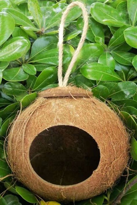 Sparrow Nest, Love Birds Pet, Bird Nest Craft, Hanging Ladder, Bird Feeder Craft, Coconut Shell Crafts, Garden Birdhouses, Bird Cage Decor, Bamboo Art