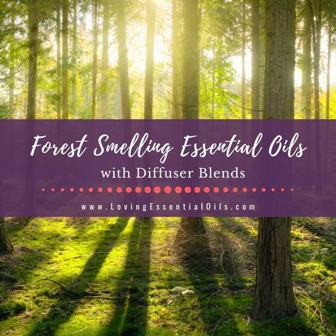 Forest scented oils can transport you from the bustling city streets to a peaceful woodland sanctuary. The earthy and woody fragrances of these oils evoke fee... Learn more about health and wellness at Loving Essential Oils Forest Essential Oil Blend, Fir Needle Essential Oil, Spruce Essential Oil, Juniper Berry Essential Oil, Forest Essentials, Pine Essential Oil, Cypress Essential Oil, Oil Diffuser Recipes, Essential Oil Diffuser Recipes