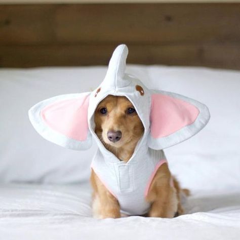 Now, you could just go to the store and buy your dog an already made doggie costume, but why not try getting creative with it? Bad Day Meme, Dachshund Costume, Puppy Halloween Costumes, Elephant Costume, Cute Dog Costumes, Had A Bad Day, Elephant Costumes, Diy Dog Costumes, Dog Personality