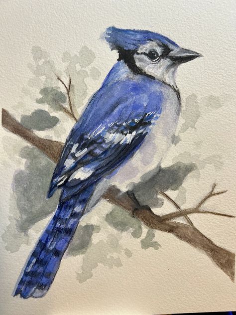 Blue Jay Oil Painting, Blue Jay Watercolor Painting, Watercolor Bluejay, Bluejay Painting, Blue Jay Drawing, Blue Jay Tattoo, Jay Tattoo, Blue Jay Bird, Painting Reference