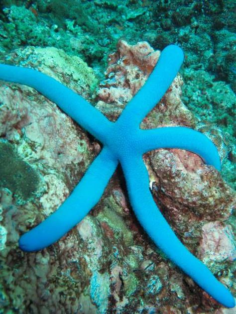 Starfish Species, Ko Lanta, Blue Starfish, Stella Marina, Koh Lanta, Scuba Dive, Underwater Creatures, Oceans Of The World, Koh Tao