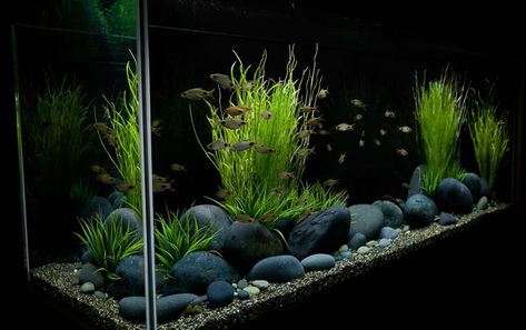 Large River Stones/Mexican Rive Pebbles - The Planted Tank Forum Garden Gravel, African Cichlid Aquarium, Fish Tank Gravel, Large Fish Tanks, Cichlid Aquarium, Fish Aquarium Decorations, Fish Tank Themes, Cool Fish Tanks, Aquascape Design