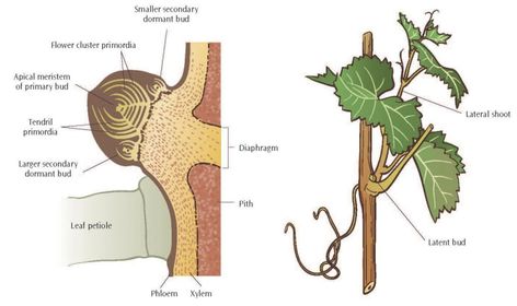 Grape Vine Pruning, Growing Wine Grapes, Grape Vine Plant, Grape Vine Trellis, Espalier Fruit Trees, Vintners Daughter, Vine Trellis, Wine Vineyards, Wine Grapes