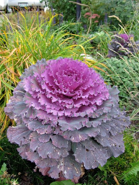 These Ornamental Cabbages Are Perfect for Cool Weather Gardens Flowering Kale, Cabbage Varieties, Kale Plant, Japanese Ornament, Cabbage Plant, Cabbage Flowers, Cabbage Seeds, Ornamental Kale, Small Balcony Garden