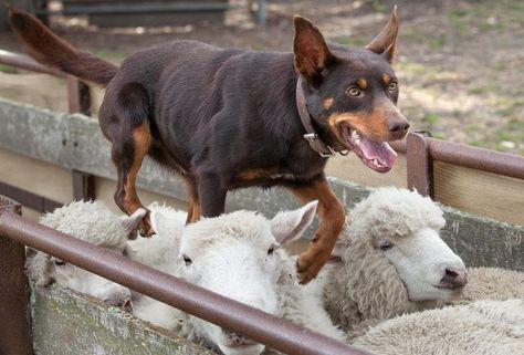 Australian Kelpie Service Dogs Breeds, Kelpie Dog, Australian Kelpie Dog, Smart Dogs, Unique Dog Breeds, Rare Dog Breeds, Dog Toilet, Australian Kelpie, Rare Dogs