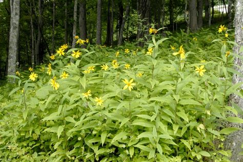 Woodland Sunflower, As The Crow Flies, The Crow, Tall Plants, Mile High, Small Leaf, Little Flowers, Tiny Flowers, Find Picture