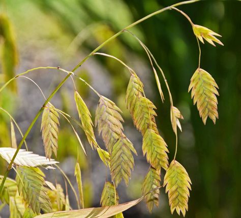 The end of the line for a plant : An Obsessive Neurotic Gardener Northern Sea Oats, Chameleon Plant, Sea Oats, Garden Problems, Ornamental Grass, Types Of Grass, Perennial Border, End Of The Line, Lily Plants