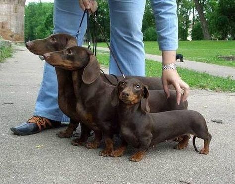 wiener family Baby Dachshund, Dachshund Funny, Wiener Dogs, Dapple Dachshund, Doxie Dogs, Weiners, Retirement Plan, Funny Dachshund, Weenie Dogs