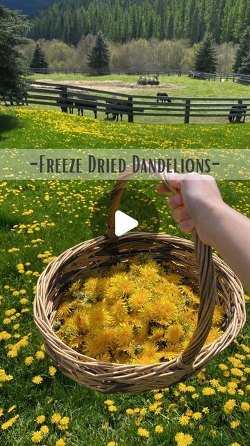 Amy | Homesteading + Natural Living on Instagram: "Have you ever stopped and thought about all of the amazing health benefits, that dandelions have?!  These freeze dried dandelions will be turned into teas, tinctures, and salves.   The freeze dryer I use is on sale right now for a discount link comment “SALE”  below ⬇️   something to think about… If you use commercial fertilizers or weed killers on your yard/field I do not recommend picking the flowers 🌼 to use for medicinal use.   I would love to hear what your favorite way is to use dandelions.   - Amy👩🏻‍🌾  #ourcountryfarmhouse" Freeze Dried Flowers, Ceramic Making, Freeze Dryer, Food Displays, Freeze Dried, Freeze Drying, Natural Living, Flower Making, Have You Ever