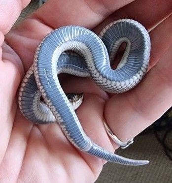 Super arctic superconda hognose snake Snake Hognose, Hognose Snake Enclosure, Western Hognose Snake, Snake Enclosure, Danger Noodles, Snake Party, Hognose Snake, Dream Pet, Cute Snake