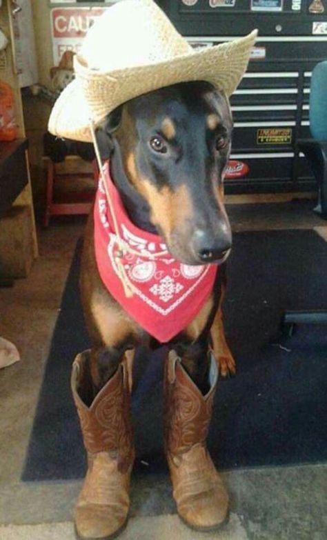 Doberman Doberman, The Worst, A Dog, Cowboy, Boots