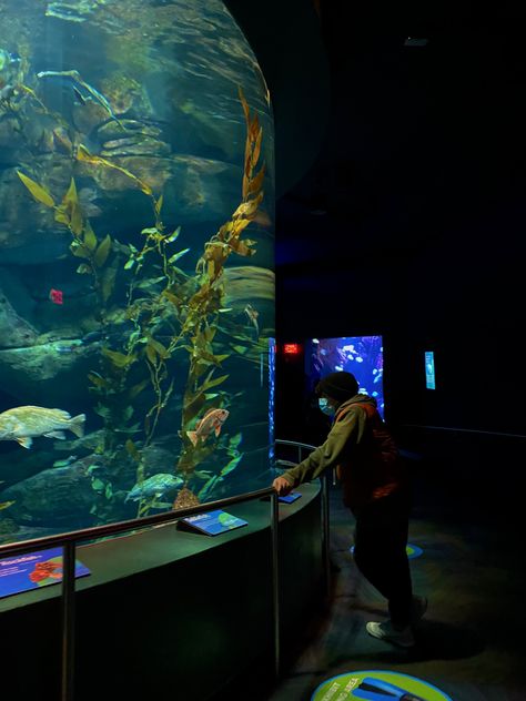 Aquarium Pictures, Glow Water, Public Aquarium, Water Aesthetic, Pet Rats, Marine Biology, Sea Fish, Ocean Life, Sea Animals