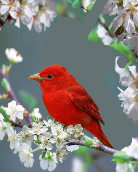 Summer Tanager (Piranga rubra). Summer Tanager, Kinds Of Birds, Red Bird, All Birds, Backyard Birds, Bird Pictures, Exotic Birds, Pretty Birds, Red Birds