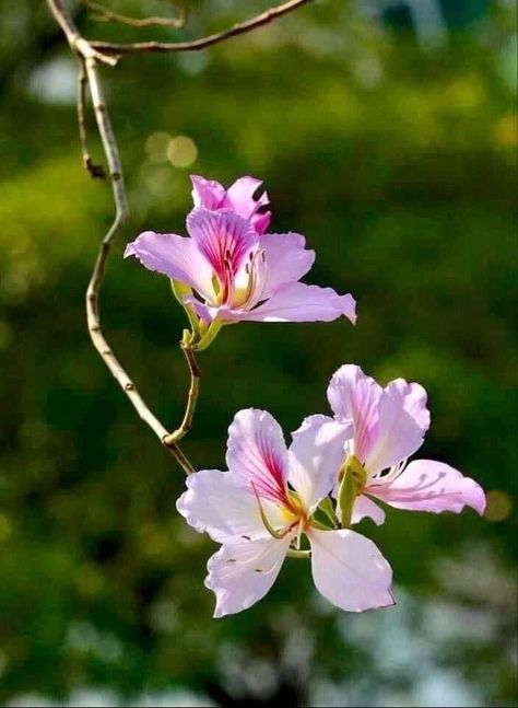 Bauhinia Variegata, Bauhinia Flower, Contemporary Botanical Art, Asian Flowers, Chinese Flower, Flower Silhouette, Beautiful Flowers Photography, Banana Plants, Flower Texture