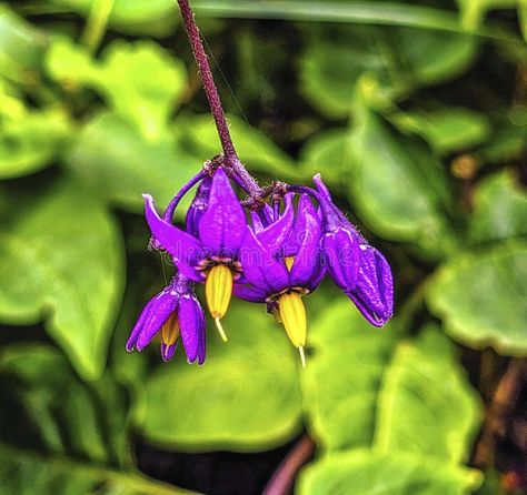 Bittersweet nightshade (Solanum dulcamara) flowers and buds with leaves stock images Bittersweet Nightshade, Vector People, Photo Image, New Zealand, Stock Images, Stock Photos, Flowers