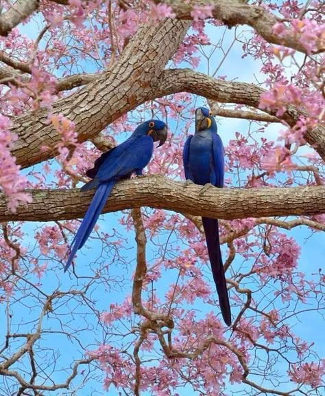 Hyacinth Macaw, Birds Parrots, Macaw Parrot, Tropical Animals, Birds And Butterflies, Pretty Animals, Bird Pictures, Exotic Birds, Tropical Birds