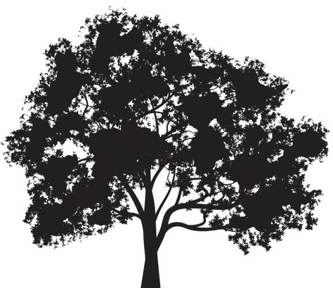 Oak Tree Silhouette, Tree Outline, Clip Art Free, Linden Tree, Vector Trees, Silhouette Clip Art, Silhouette Images, Silhouette Png, Stock Art