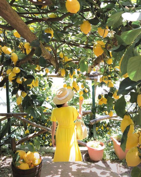 amalfi coast travel guide - lemon grove farm tour in yellow maxi dress Lemon Farm, Amalfi Coast Travel Guide, Amalfi Coast Travel, Lemon Grove, Farm Tour, Yellow Maxi, Flowers Wallpaper, Lemon Tree, Foto Inspiration