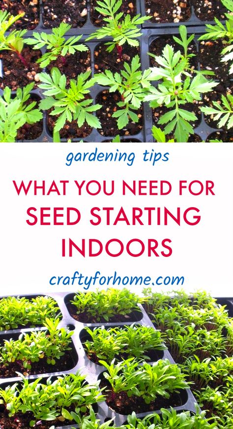 When To Start Seeds Indoors, Seed Starting Indoors, When To Start Seeds, Starting Vegetable Seeds, Planting Seeds Indoors, Start Seeds Indoors, Seedlings Indoors, Plant Arrangements, Starting Seeds Indoors