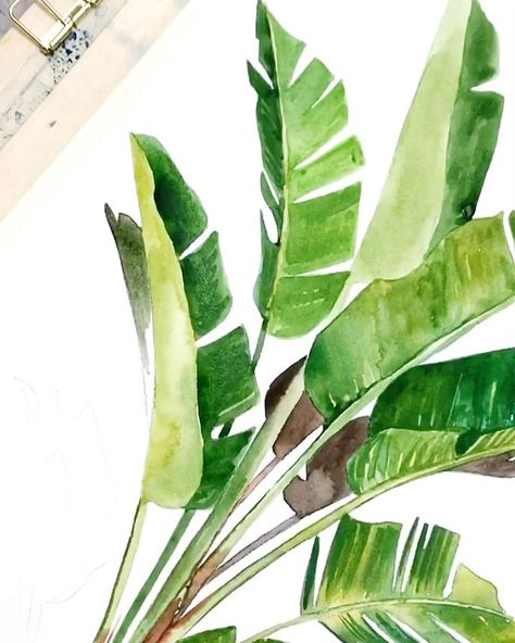 Banana leaves watercolor painting Tropical Leaves Illustration, Plant Watercolor, Tropical Painting, Florida Art, Leaves Illustration, Watercolor Plants, Pouring Art, Watercolor Leaves, Painting Art Projects