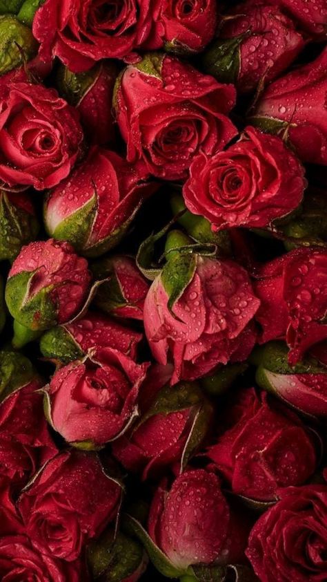 Rose Belle, Corak Bunga, Rose Flower Wallpaper, Beautiful Red Roses, Belle Rose, Beautiful Rose Flowers, Photography Wallpaper, Rose Wallpaper, Alam Semula Jadi