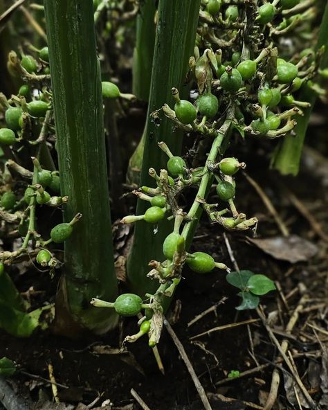 Organic Green cardamom. #cardamom #importspices #spices #export Cardamom Benefits, Green Cardamom, Green, On Instagram, Quick Saves, Instagram