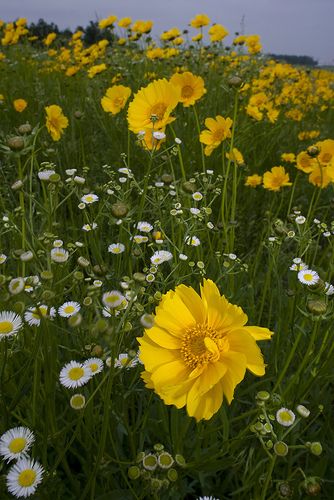 wild Yellow Cosmos, Wild Flower Meadow, Yellow Wildflowers, Altered Bottles, Wildflower Garden, Japanese Flowers, Plant Combinations, Body Building, Beautiful Blooms