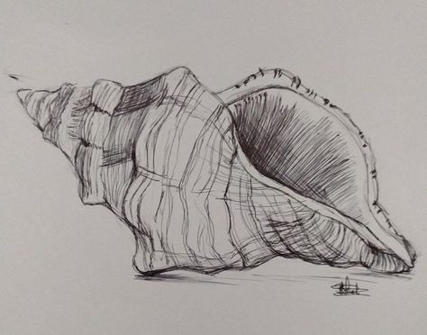 Conch Shell Sketch, Conch Shell Drawing, Biro Drawing, Pen Designs, Shell Drawing, Sea Scapes, Pen Drawings, Shell Print, Pastel Sec