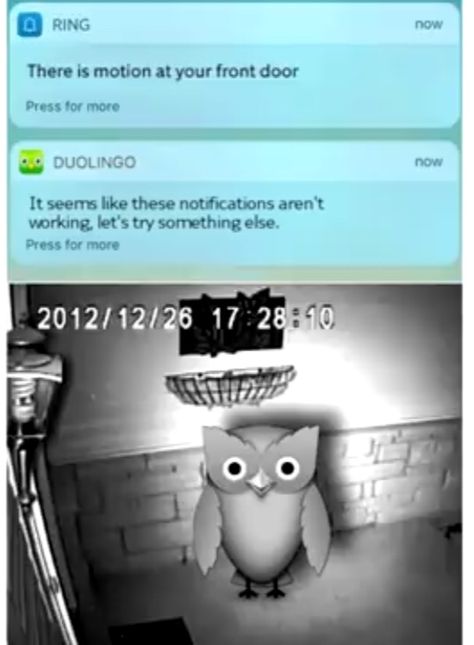 Duolingo Bird, Crazy Funny Memes, Oui Oui, On The Floor, Best Memes, Funny Laugh, The Floor, Funny Posts, Dankest Memes