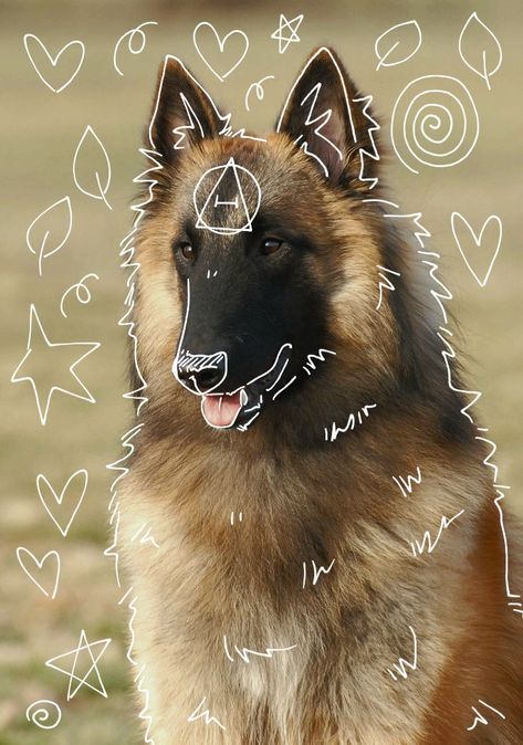 Animal Pfps, Dog Therian, Therian Art, Animal Pfp, Therian Pfp, Dog Foto, Icelandic Sheepdog, Therian Stuff, Pfp Ideas