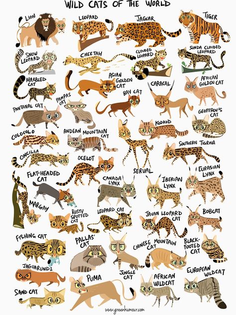 Wild Animals Pictures With Names, Animal Species Chart, Groups Of Animals Names, Cat Evolution, Cats Of The World, Types Of Wild Cats, Domestic And Wild Animals Chart, Endangered Animals Infographic, Wild Cat Species