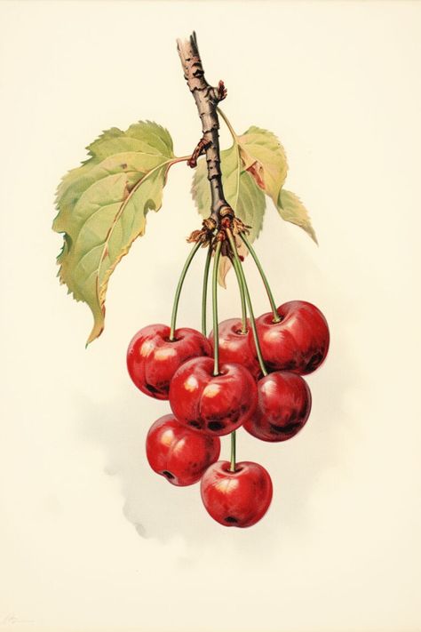 Cherry Images, Illustration Botanique Vintage, Garden Illustration, Free Illustration Images, Illustration Botanique, Botanical Illustration Vintage, Cherry Fruit, Fruit Illustration, Illustration Vintage