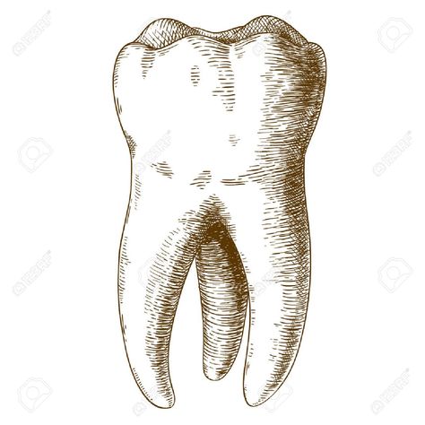 Tooth Drawing, Tooth Illustration, Dental Wallpaper, Teeth Illustration, Teeth Drawing, Medical Drawings, Tooth Tattoo, Teeth Art, Elements Tattoo