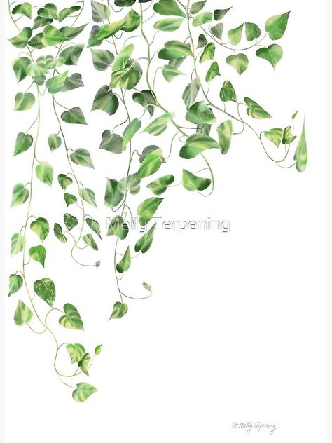 Ivy Poster, Pothos Vine, Vine Drawing, Golden Pothos, Foxtrot, String Of Pearls, Sympathy Cards, Project Ideas, Top Artists