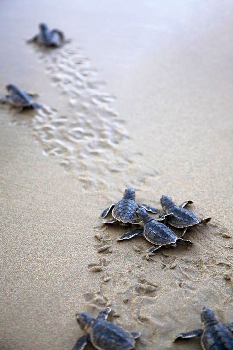 Waiting to see the baby sea turtles hatch was one of the most fun things ive ever done and is a favorite memory of Florida! Turtle Hatching, Baby Sea Turtles, Turtle Love, Baby Turtles, Sea Turtles, Back To Nature, Ocean Life, Amphibians, Oman