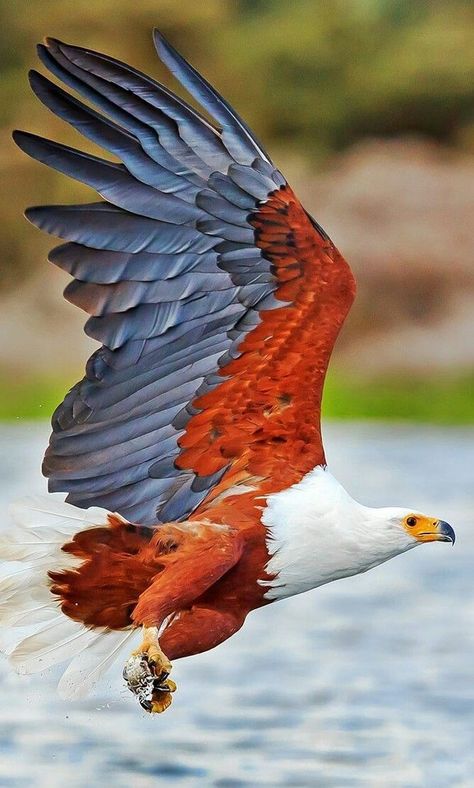 African Eagle, African Fish Eagle, Fish Eagle, Regnul Animal, Eagle Pictures, The Eagles, An Eagle, Nature Birds, Beautiful Fish