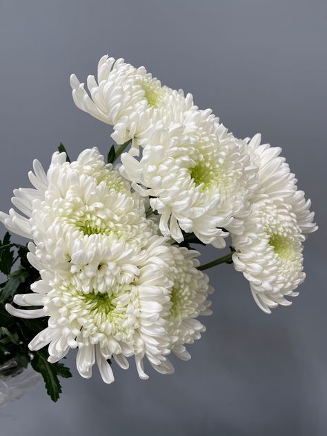 Our premium fresh cut football mums.  Approximately length 18 inches.  We suggest scheduling delivery 2 days before your event date. We stock all California grown greens along with fresh & preserved flowers. ►Visit our full shop catalog here; https://www.etsy.com/shop/caflowergrowers Football Mums Flower, White Fall Flowers, White Mums Wedding, Focal Flowers, Chrysanthemum Bouquet, Mums Wedding, Football Mums, White Mums, Flower Identification