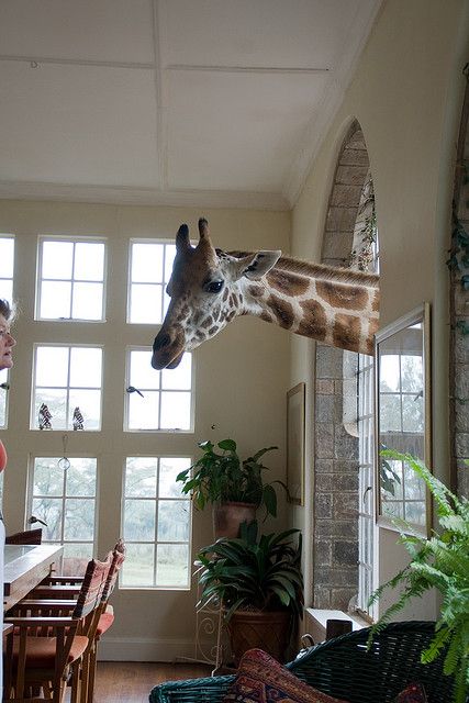 The inside of Giraffe Manor, a hotel in Nairobi where the giraffes love to stick their heads in! Giraffe Manor, A Giraffe, Space Decor, Nairobi, Giraffes, Oh The Places Youll Go, Wabi Sabi, Travel Dreams