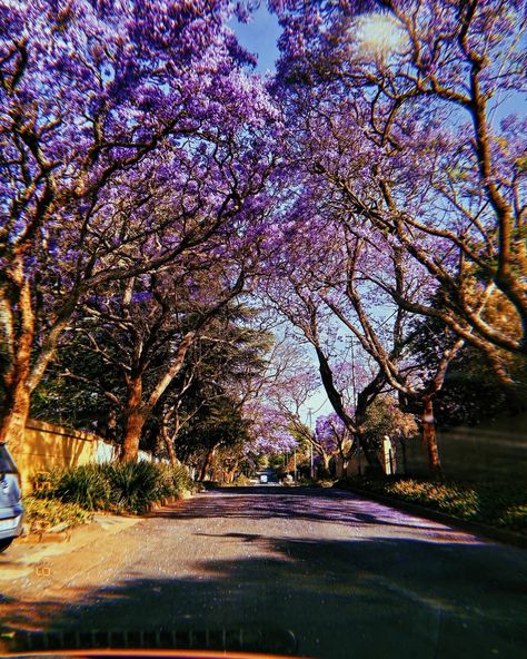 tamara_reddy Because when you stop and look around, this life is pretty amazing!  #JacarandaSeason #Jacaranda #PurpleRain #Spring #JacarandaInYourPocket #SSHydePark #PurpleEverywhere #Johannesburg #VSCOcam #VSCODaily #BeautifulSouthAfrica #Naturegram Tamara Aesthetic, Pretty Trees, Purple Rain, Johannesburg, South Africa, Life Is, Country Roads, Trees, Wallpapers