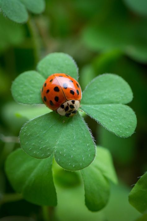 Creaturi Mitice, Regnul Animal, Matka Natura, Internet Money, Beautiful Bugs, Creepy Crawlies, Lady Bird, Bugs And Insects, Jolie Photo