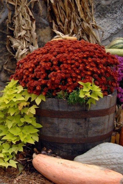 Small Garden Ideas Diy, Fall Container Plants, Fun Garden Art, Garden Ideas Diy Cheap, Backyard Flowers Garden, Fall Container Gardens, Garden Flower Beds, Vegetable Garden Diy, Backyard Flowers